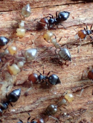 Réf. 223 159 : Crematogaster scutellaris